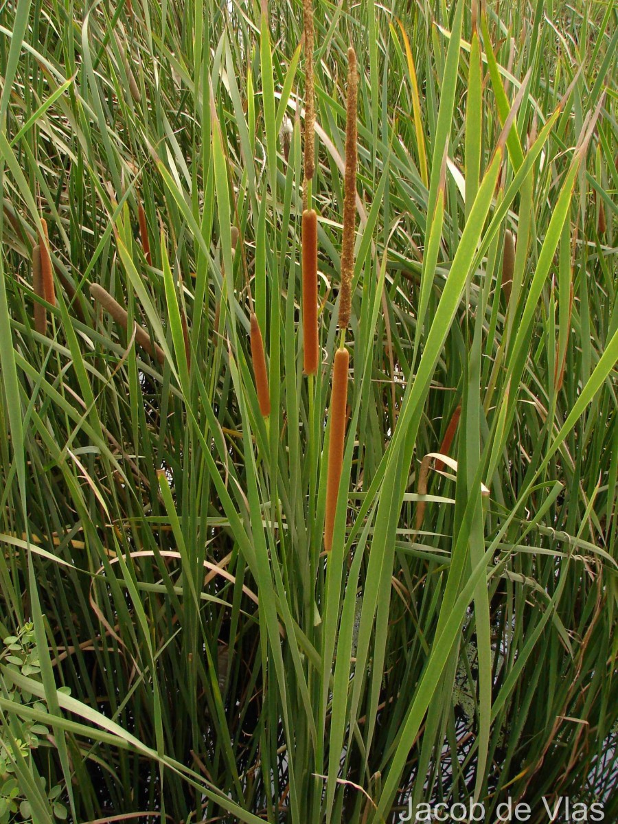 Typha angustifolia L.